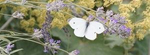 Weissling im Lavendel FB Banner