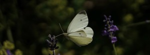 Weissling im Anflug FB Banner