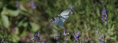 Facebook Titelbilder Schmetterlinge 851x315