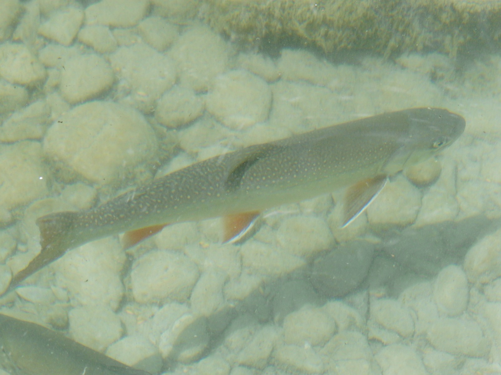 Bachsaibling im Kiesbach Bachsaibling im Kiesbach
