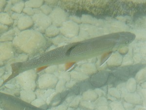Bachsaibling im Kiesbach Bachsaibling im Kiesbach