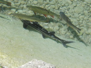 Fisch Quartett Fisch Quartett