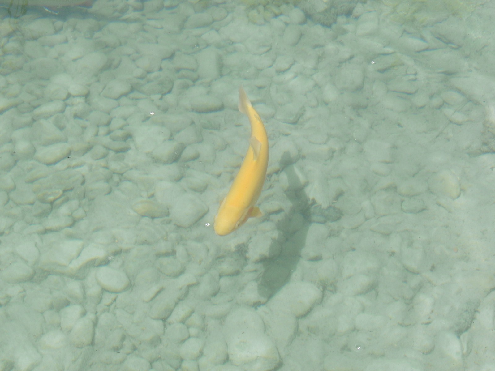 Goldner Fisch Goldner Fisch