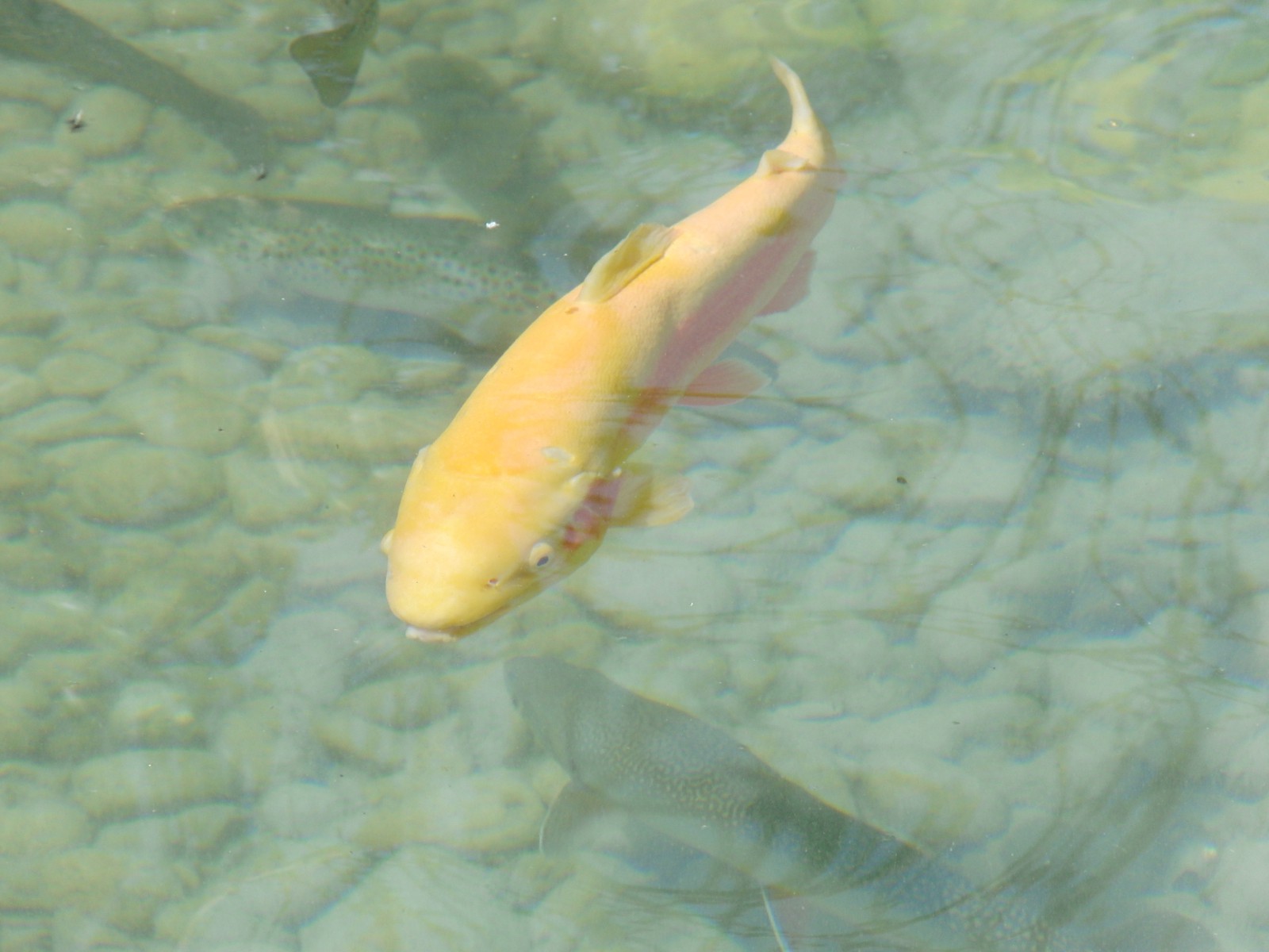 Karpfen orange Karpfen orange