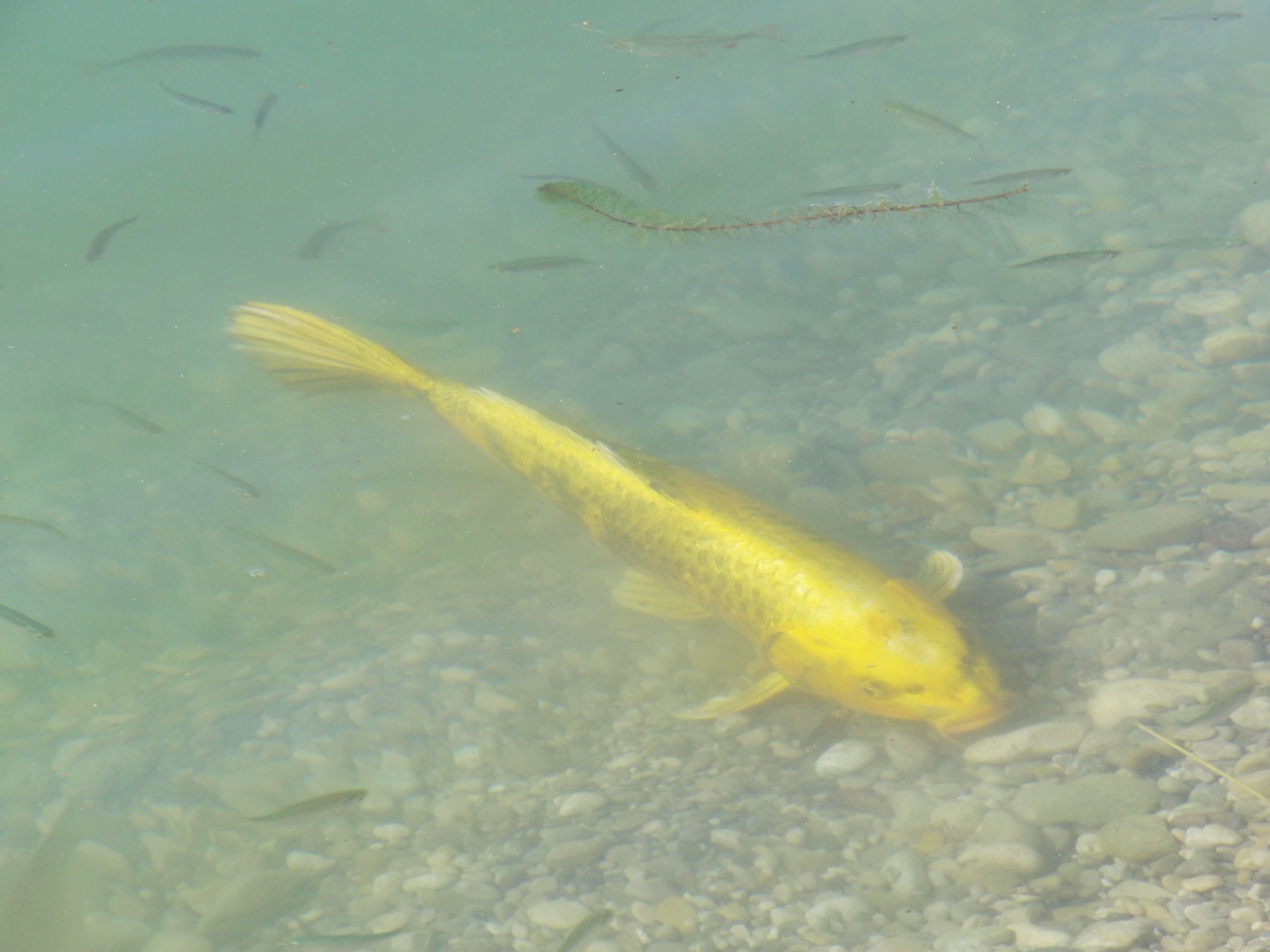 Koy im Kiesteich Koy im Kiesteich