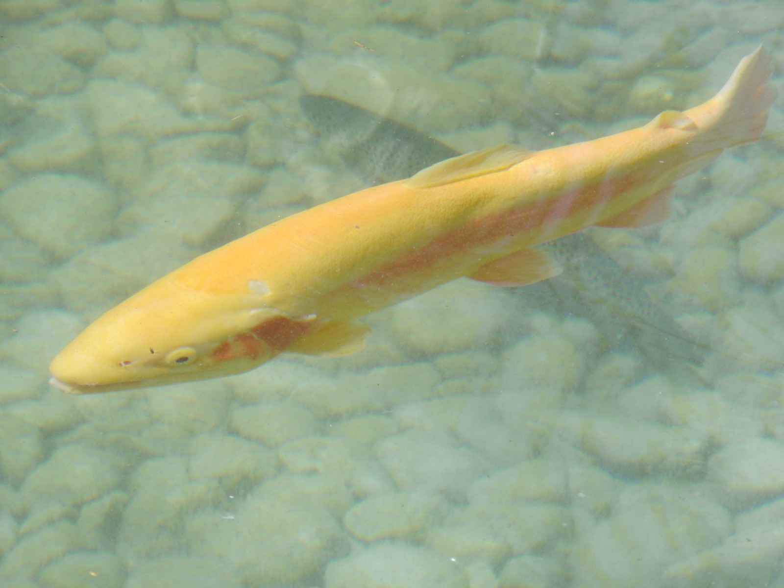 Oranger Karpfen Oranger Karpfen