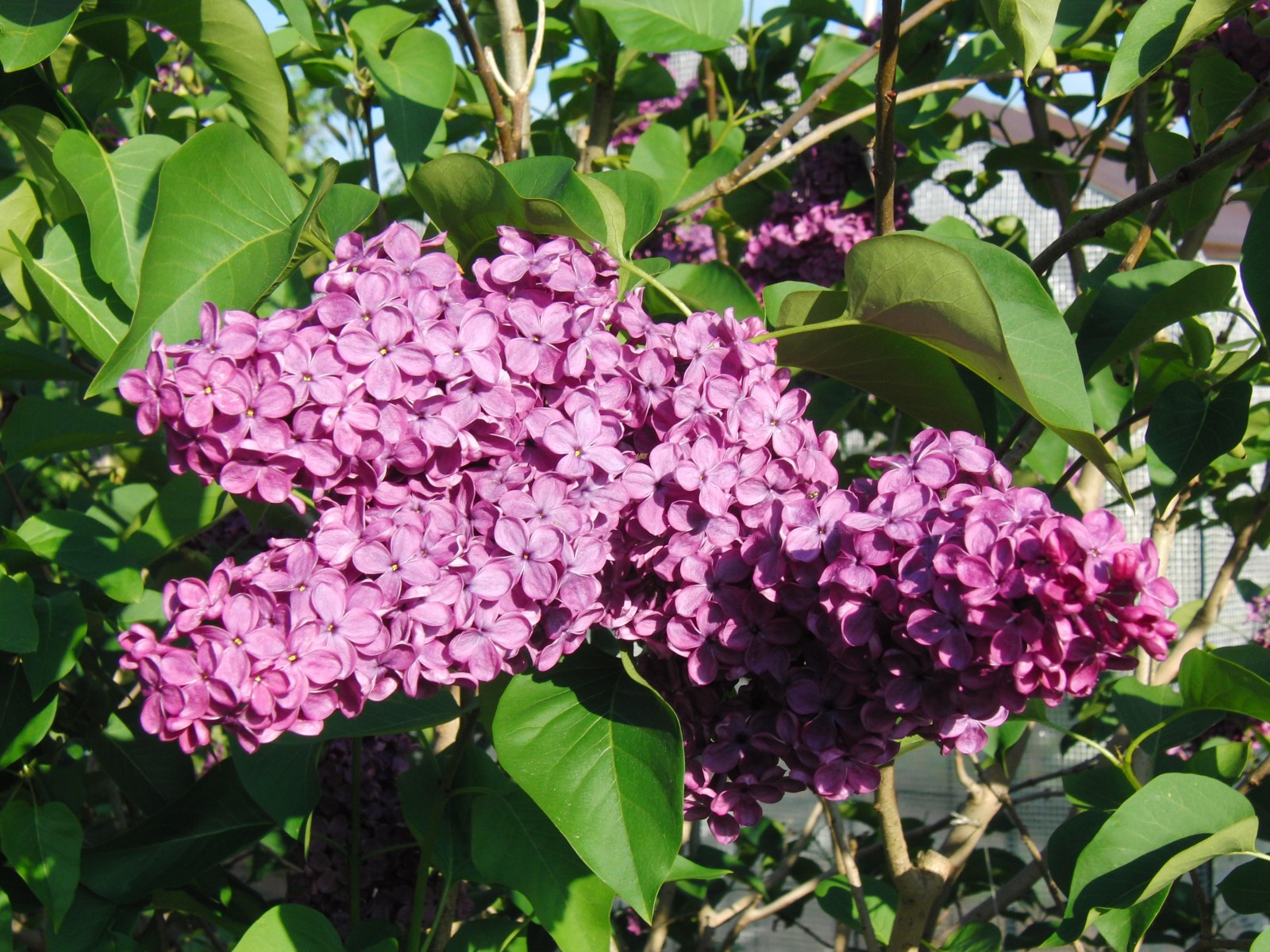 Flieder im Garten Flieder im Garten