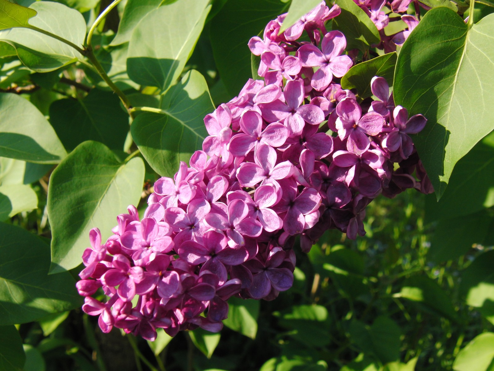 Flieder Rispe 1 Flieder Rispe 1