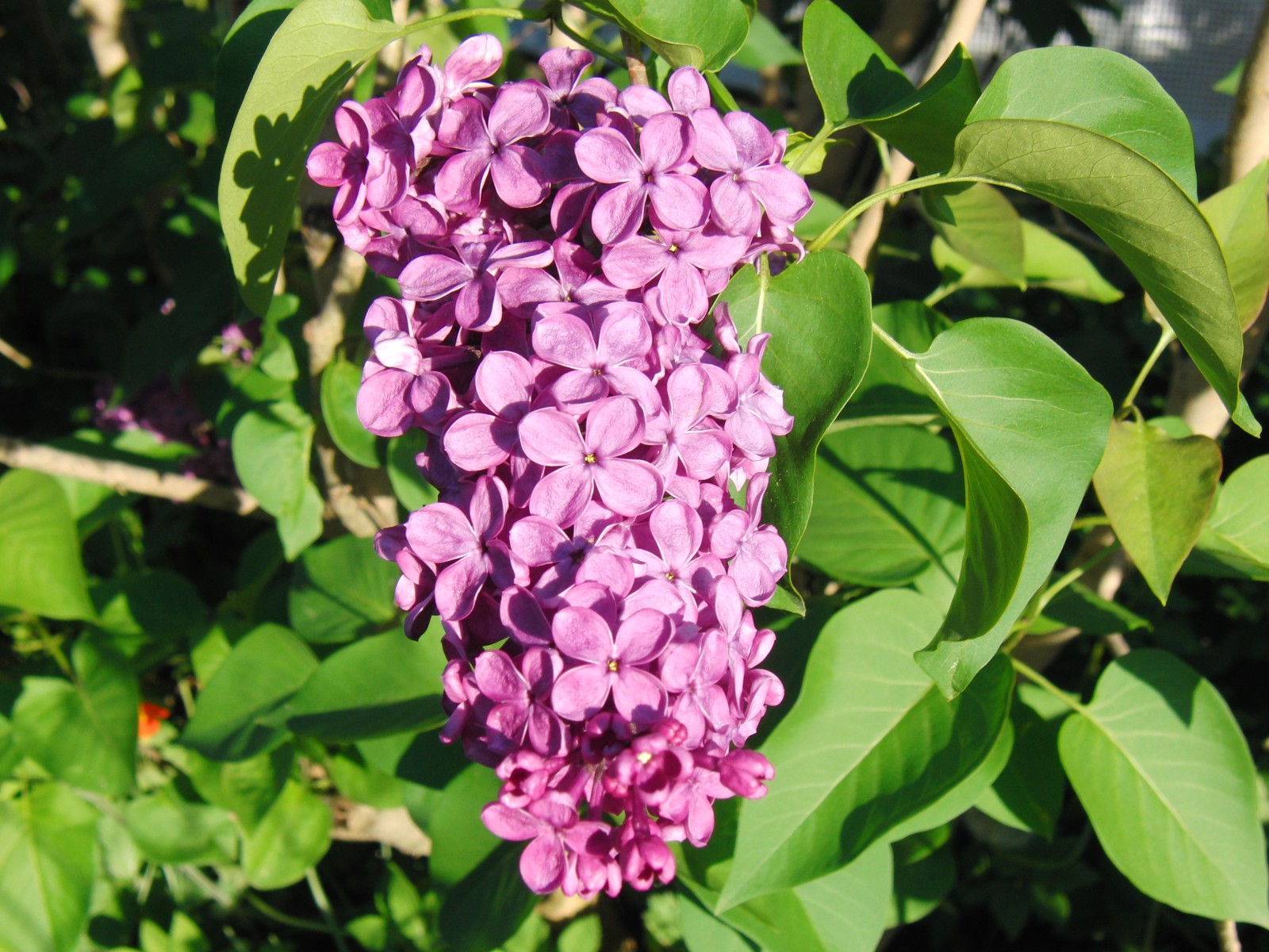 Flieder Rispe 2 Flieder Rispe 2