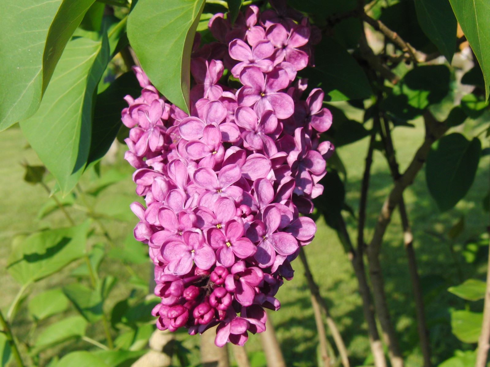 Flieder Rispe 3 Flieder Rispe 3