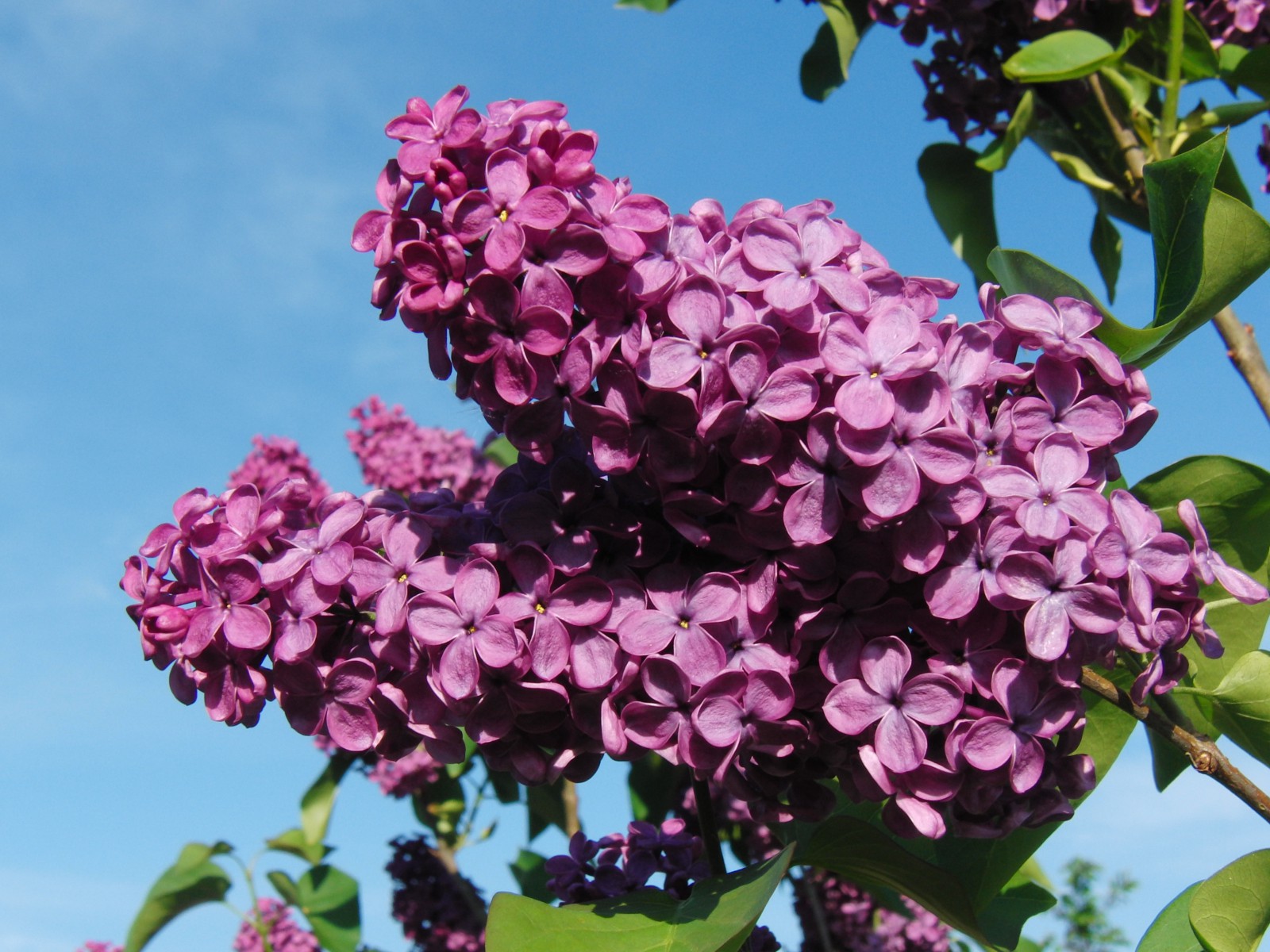 Flieder Rispen vor blauen Himmel 1 Flieder Rispen vor blauen Himmel 1