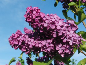 Flieder Rispen vor blauen Himmel 1 Flieder Rispen vor blauen Himmel 1
