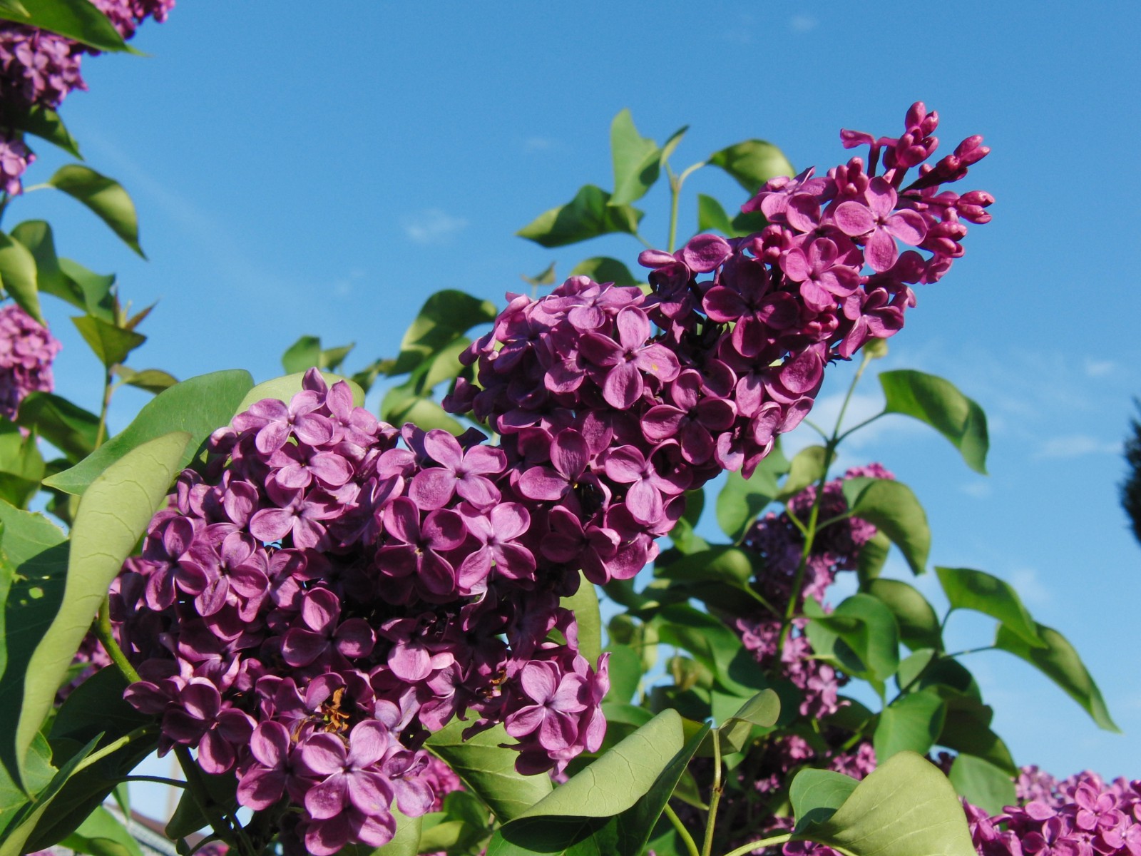 Flieder Rispen vor blauen Himmel 2 Flieder Rispen vor blauen Himmel 2