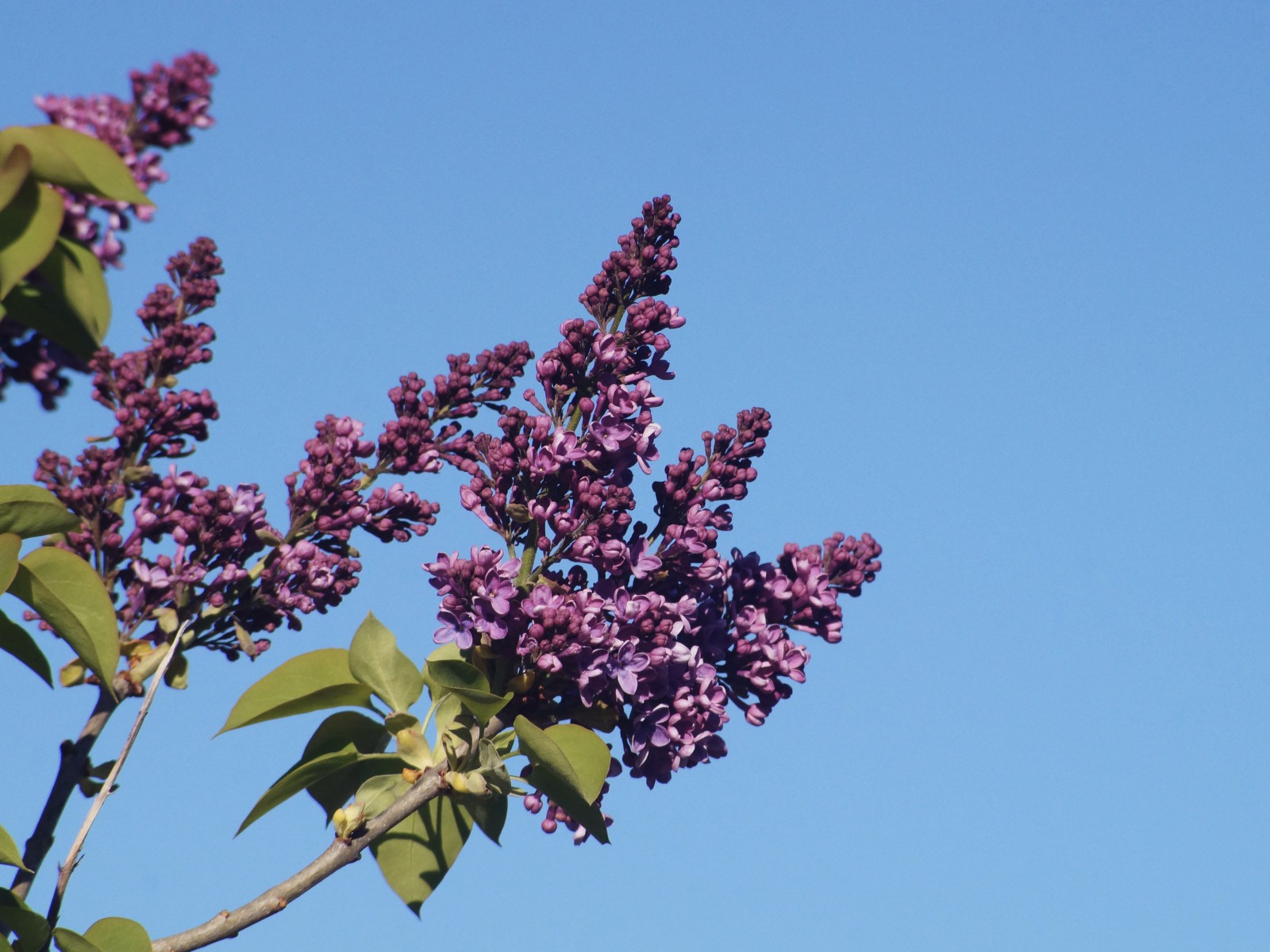 Flieder Rispen vor blauen Himmel 3 Flieder Rispen vor blauen Himmel 3