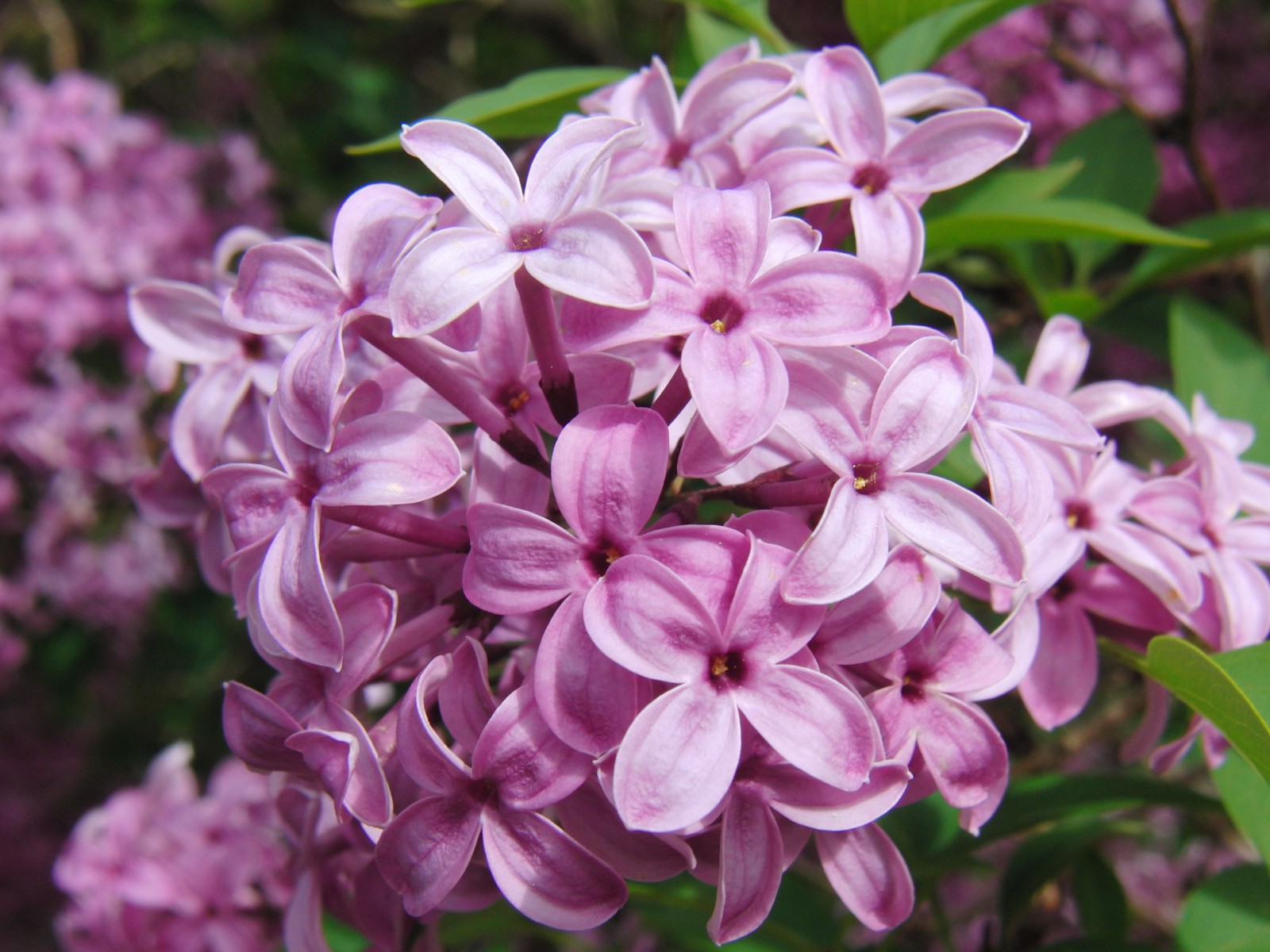 Fliederblüten Fliederblüten