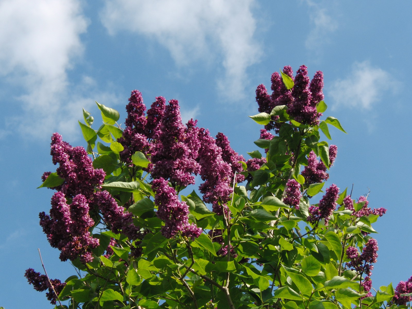 Fliederbusch vor blauen Himmel Fliederbusch vor blauen Himmel
