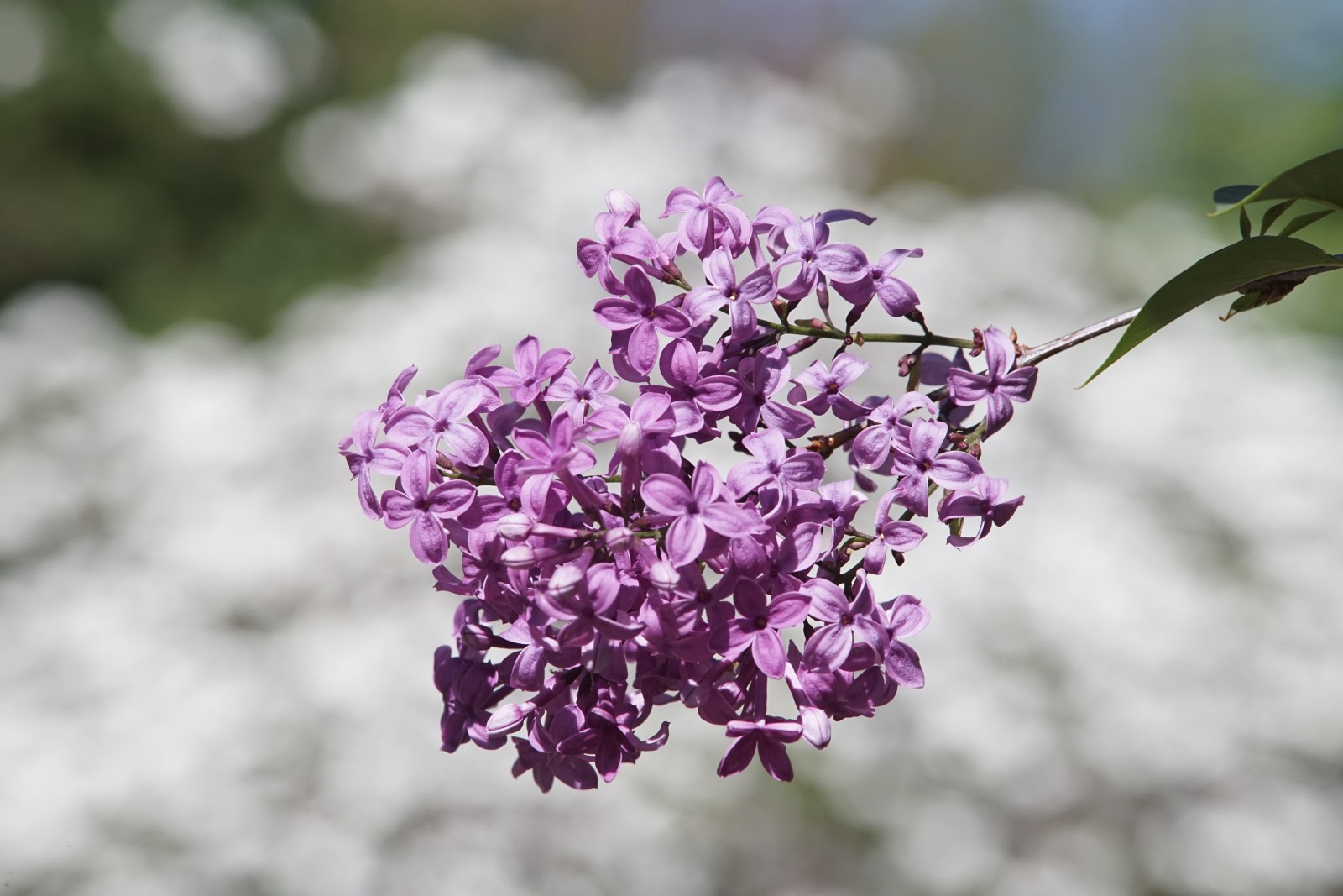 Fliederduft in der Luft Fliederduft in der Luft