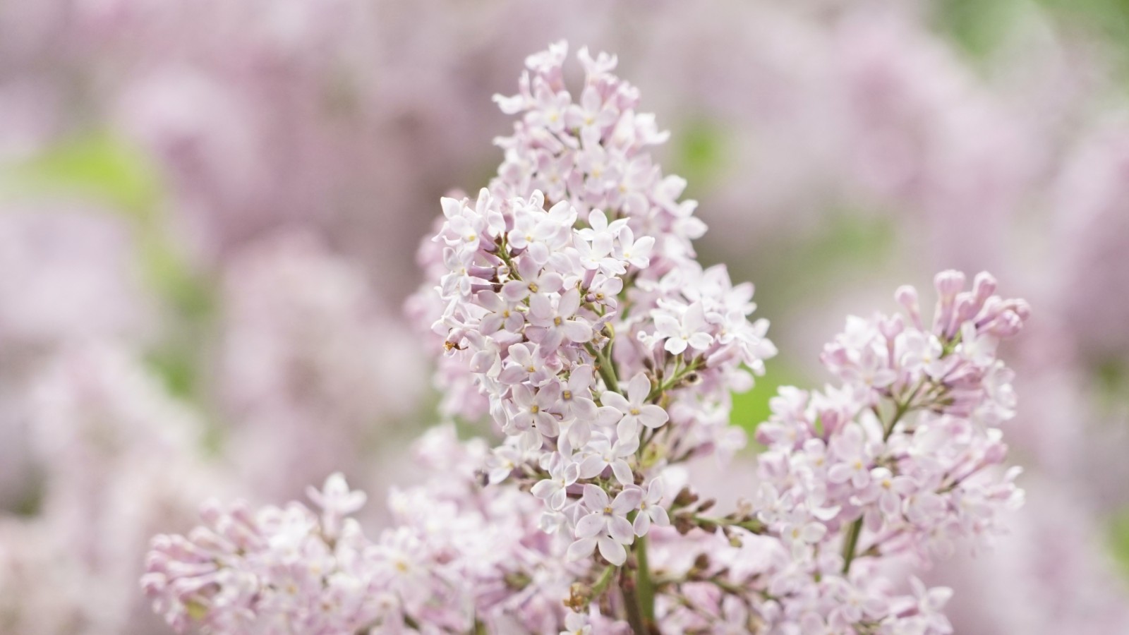 Fliederduft liegt in der Luft Fliederduft liegt in der Luft