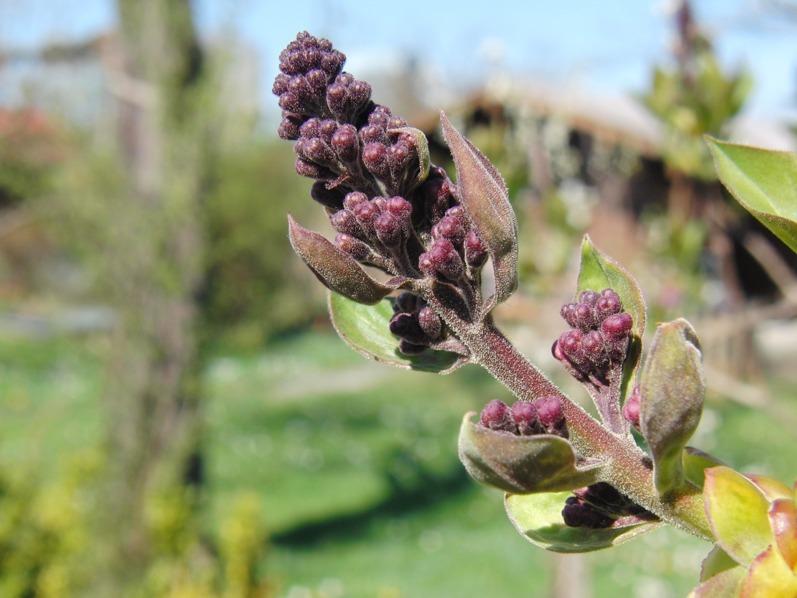 Fliederknospen 1 Fliederknospen 1