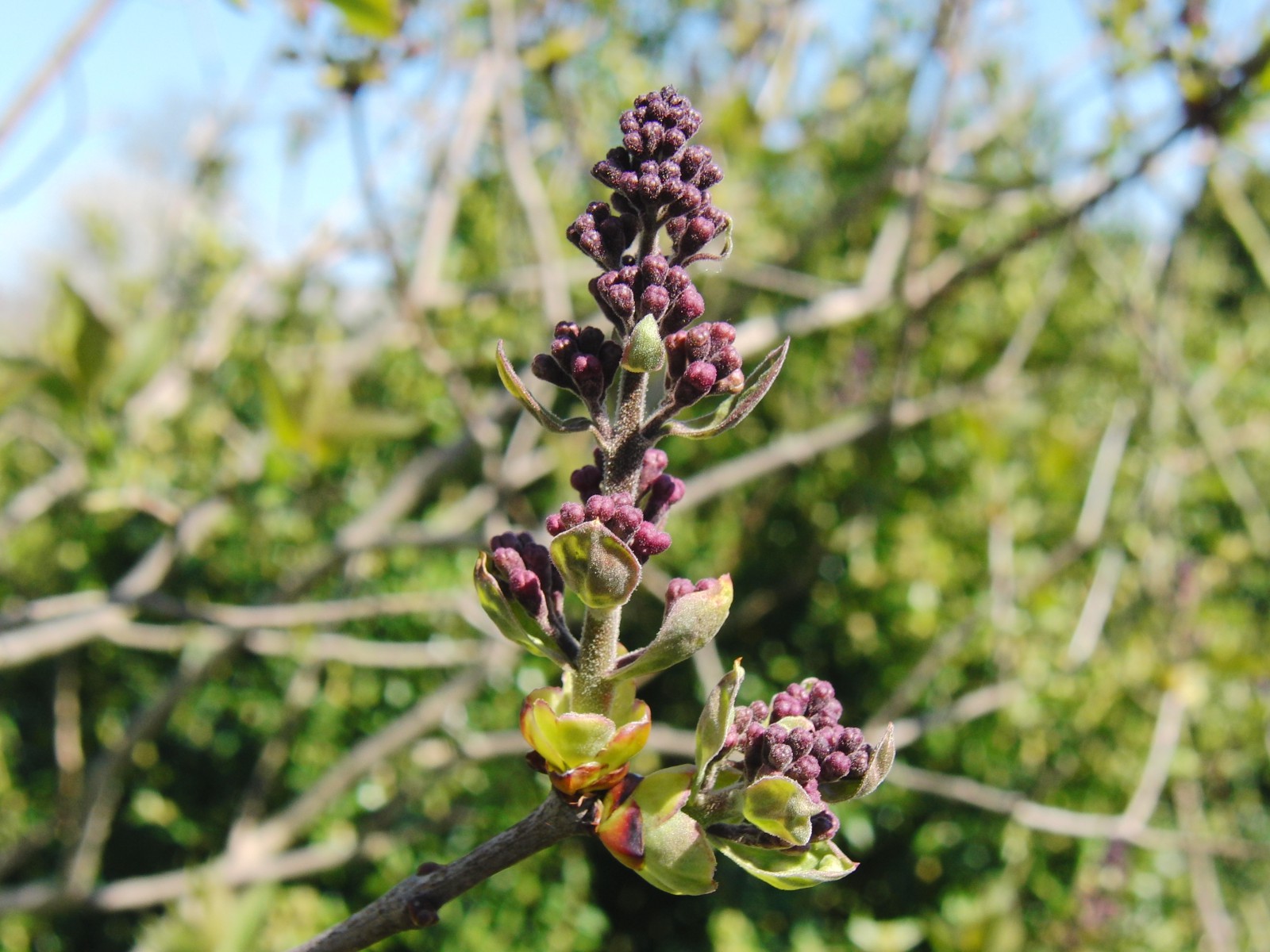 Fliederknospen 2 Fliederknospen 2