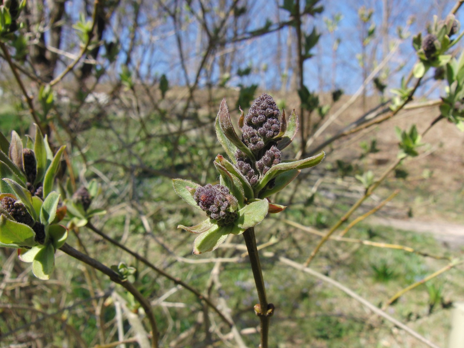 Fliederknospen 3 Fliederknospen 3