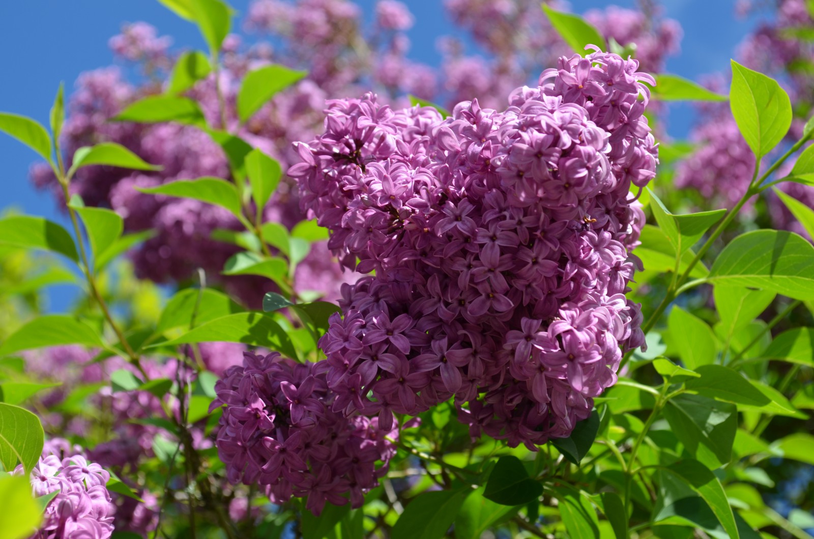 Fliedertraum Fliedertraum