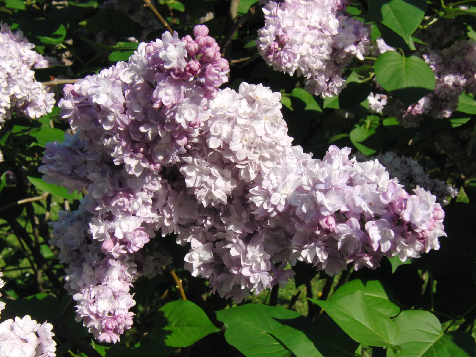 Gemeiner Flieder 1 Gemeiner Flieder 1