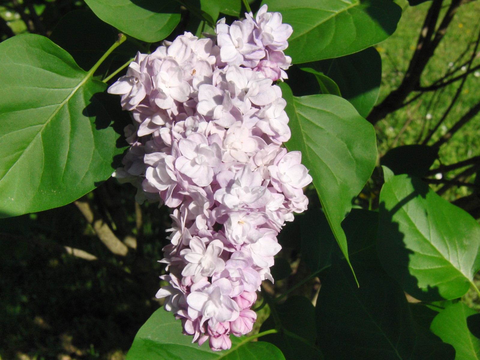 Gemeiner Flieder 2 Gemeiner Flieder 2