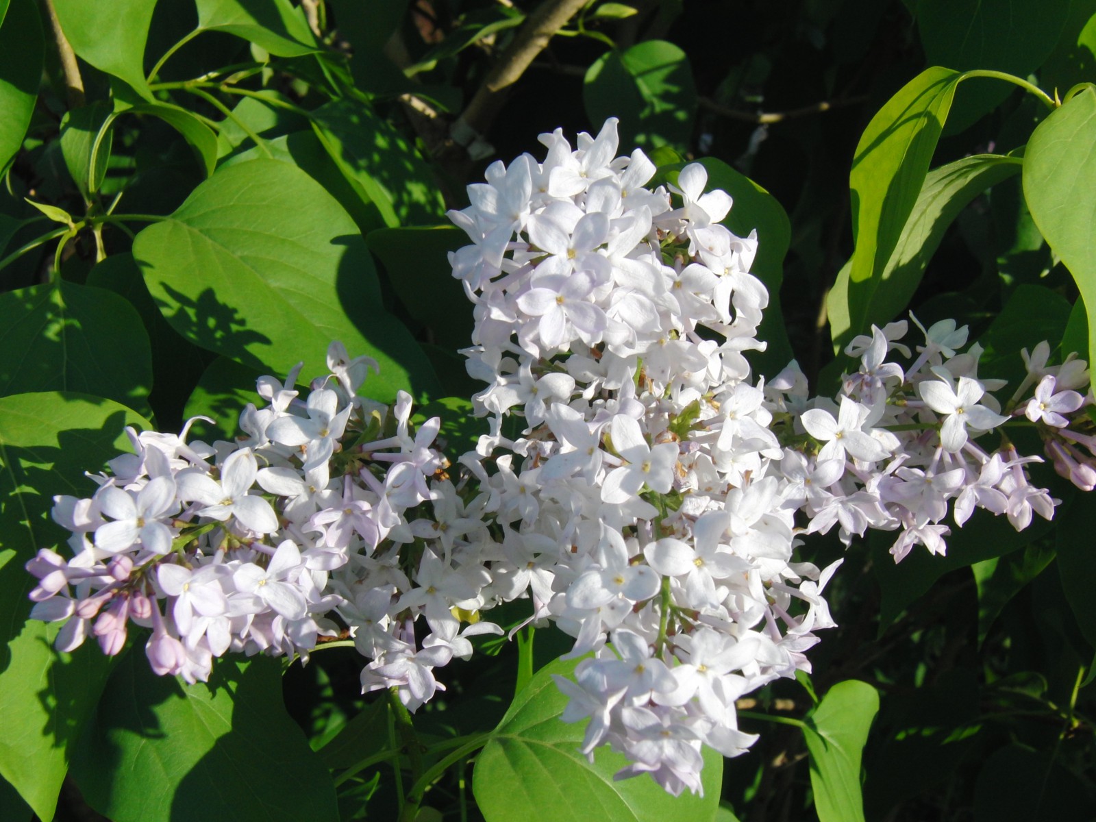 Gemeiner Flieder 3 Gemeiner Flieder 3