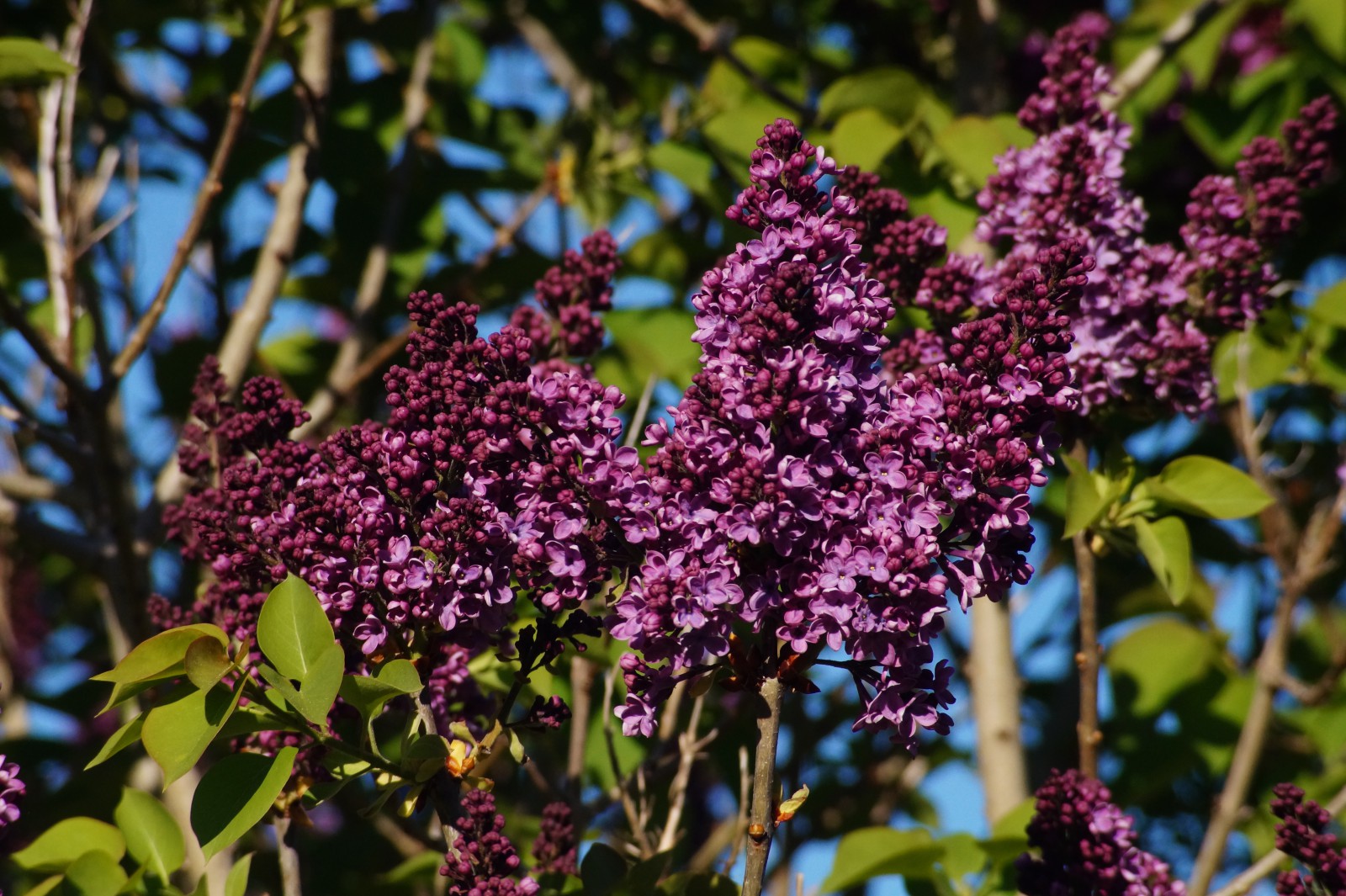 Lila Flieder 1 Lila Flieder 1