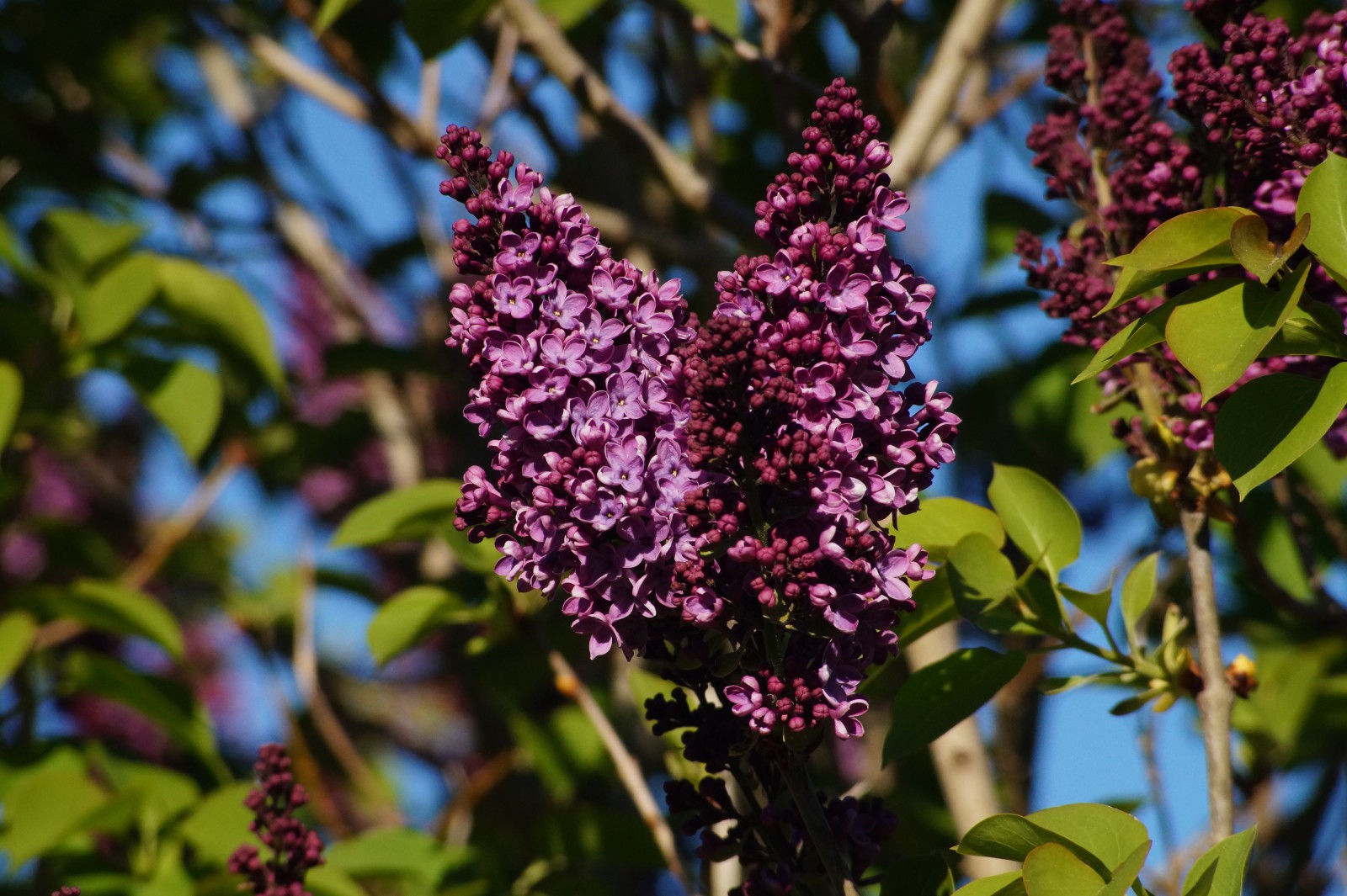 Lila Flieder 2 Lila Flieder 2