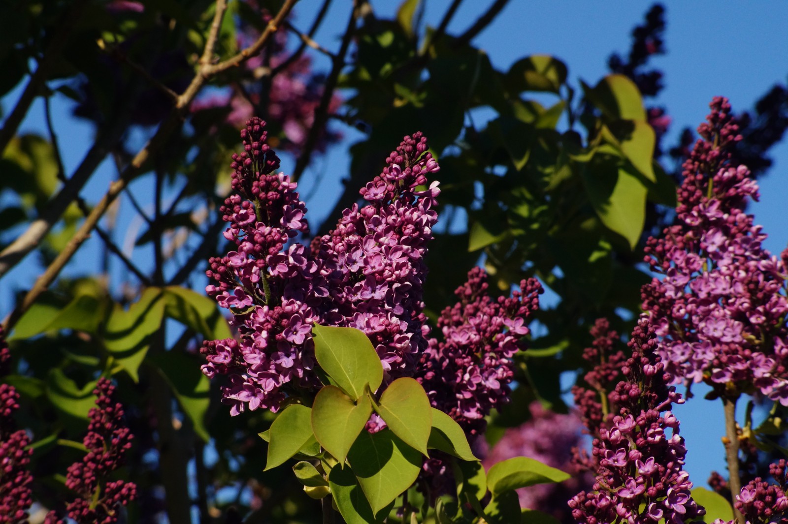 Lila Flieder 3 Lila Flieder 3