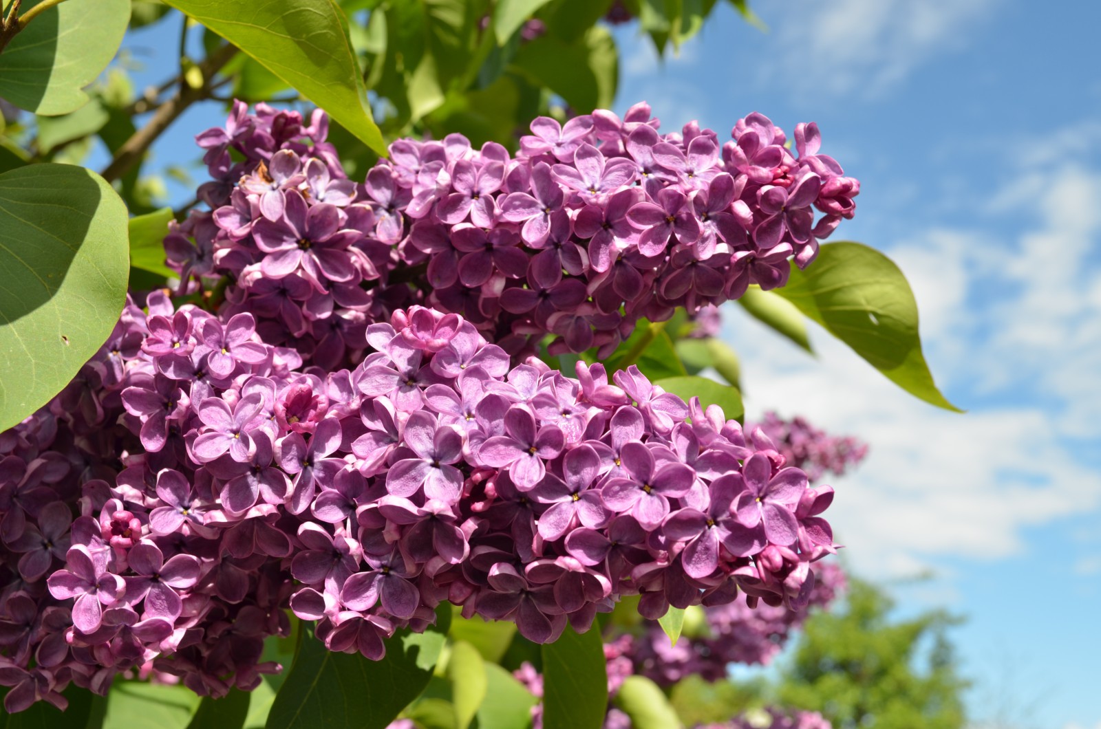 Zwei Fliederrispen Zwei Fliederrispen