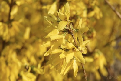 Forsythien