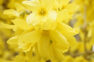 Blick in die Forsythien Blick in die Forsythien