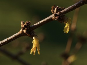 Erfrorene Forsythienblüten Erfrorene Forsythienblüten