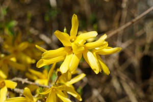Forsythien am ende vom Zweig 1