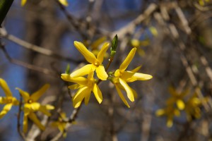 Forsythien am ende vom Zweig 4 Forsythien am ende vom Zweig 4
