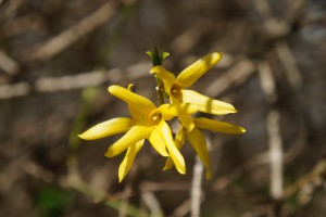 Forsythien am ende vom Zweig 5 Forsythien am ende vom Zweig 5