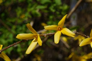 Forsythien duo Forsythien duo