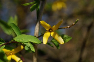 Forsythienblüte 2017 Forsythienblüte 2017