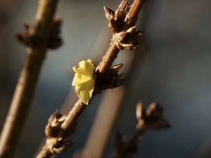 Forsythienblüte im Januar 2020 Forsythienblüte im Januar 2020