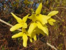 Forsythiengruppe