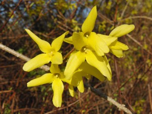 Forsythiengruppe Forsythiengruppe