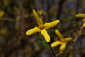 Forsythienstern Forsythienstern