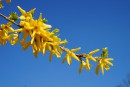 Forsythienzweig und blauer Himmel