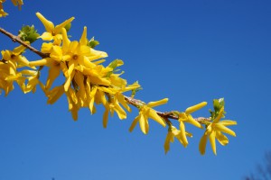 Forsythienzweig und blauer Himmel Forsythienzweig und blauer Himmel