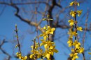 Forsythienzweige vor Baum und blauen Himmel 1