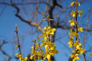 Forsythienzweige vor Baum und blauen Himmel 1 Forsythienzweige vor Baum und blauen Himmel 1