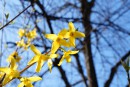 Forsythienzweige vor Baum und blauen Himmel 2